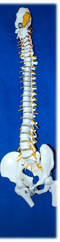 Chiropraktik - Heilpraktiker Heidrun Jöcker